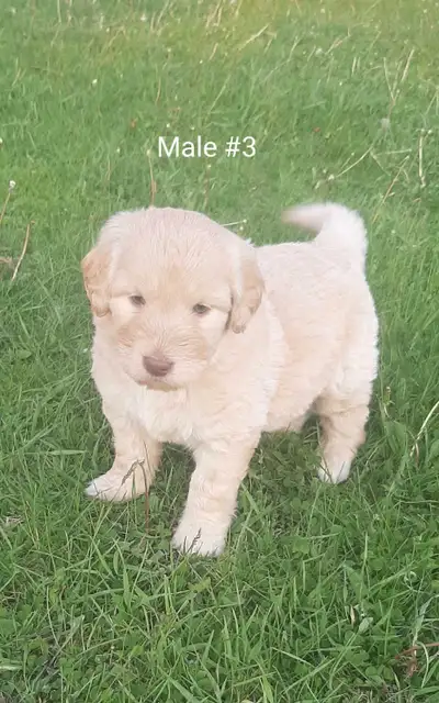 Labradoodle Puppies!!! We have 2 males and 4 females available. Born May 1, 2025. Ready for new home...