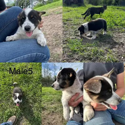 Cowboy Corgi Puppies, View more