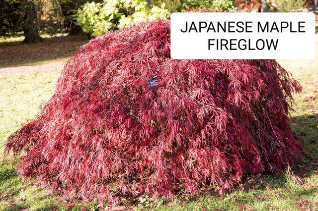 JAPANESE Maple in Plants, Fertilizer & Soil in City of Toronto - Image 2