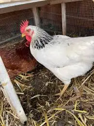 Plymouth Columbian Rock Chicks in Birds for Rehoming in Delta/Surrey/Langley - Image 2