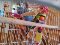3 budgies all male $20 for all three