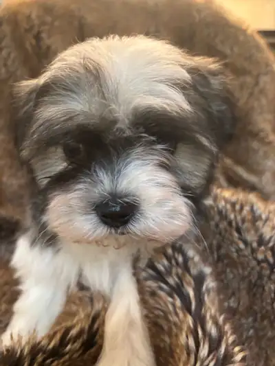 Maltese Shih/Tzu cross puppies - Puppies have all found a home., View more