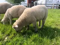 Ram lambs for sale 