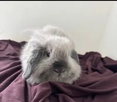 adorable bunny 3.5 months Only Lionhead × Holland Lop mix, View more
