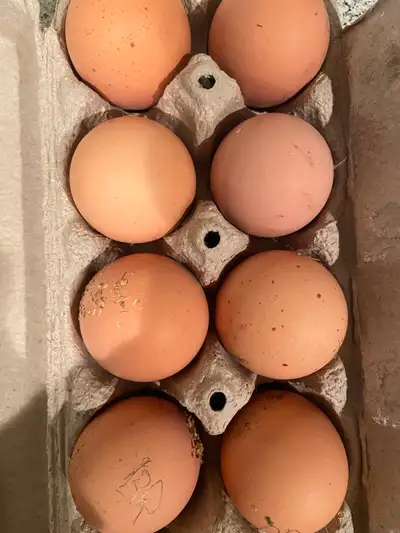 Hatching eggs available while my incubators are full. Purebred Large Standard Brahmas. Lemon Pyle ro...