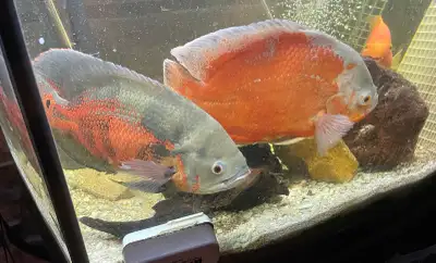 Two XL Oscar Cichlids for $75, View more
