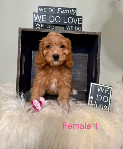 Mini Cockapoo Puppies Ready Now! (Microchipped), View more