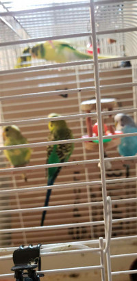 2 budgies and large cages 