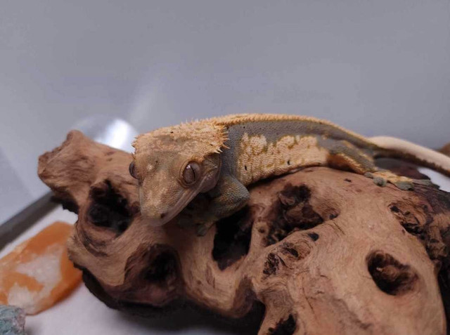 RTB Male Crested Gecko in Reptiles & Amphibians for Rehoming in Belleville