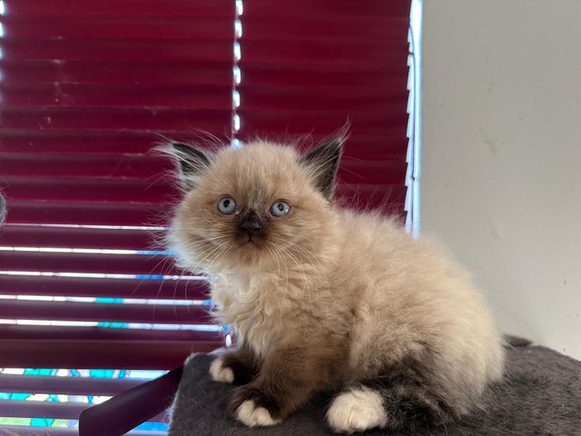 Ragdoll Kittens in Cats & Kittens for Rehoming in Chilliwack