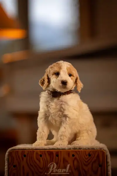 F1B midsize Goldendoodle puppies, View more