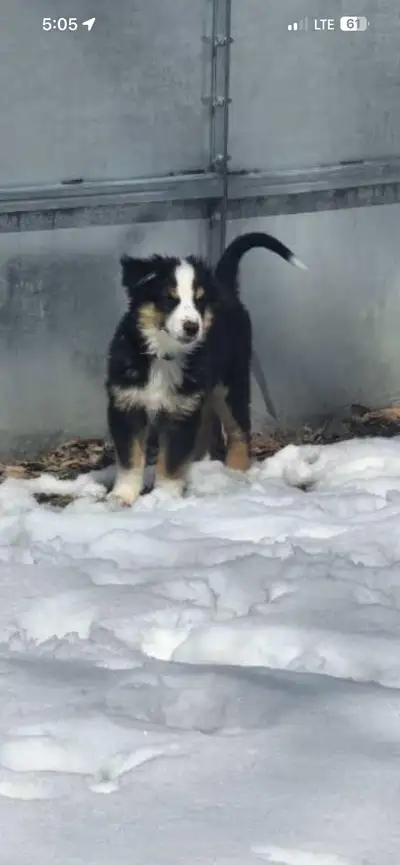 male Australian shepherd , View more