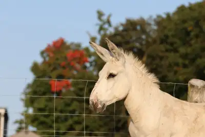 Standard Jack Donkey for stud, View more