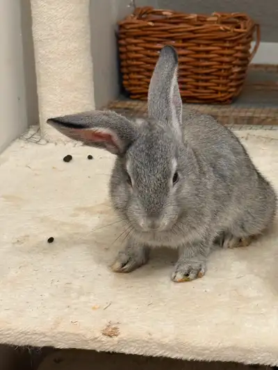 Bunnies looking for forever home, View more
