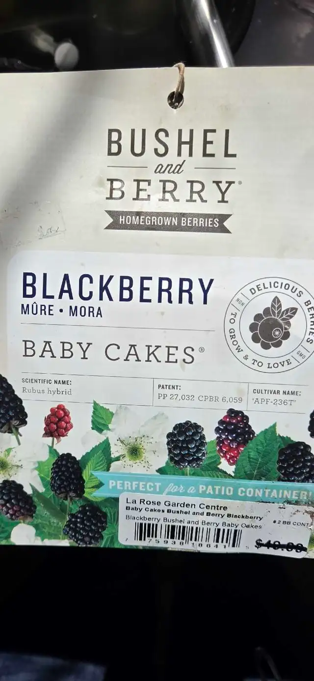 blackberry (thornless) $15