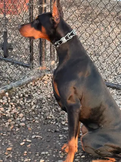 CKC Registered Doberman Pincher, View more