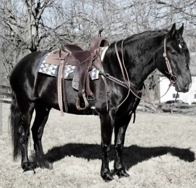 Safe & Quiet Riding Horse in Horses & Ponies for Rehoming in Edmonton