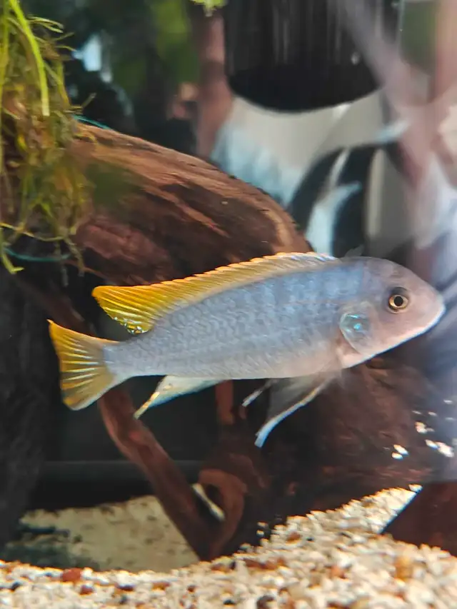 African ciclids for sale in Fish for Rehoming in Oshawa / Durham Region - Image 5