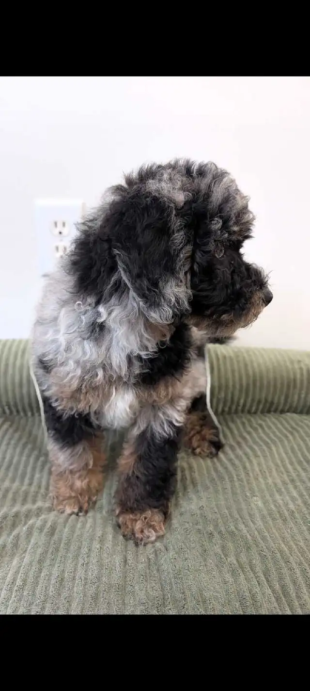 toy poodle puppies in Dogs & Puppies for Rehoming in Markham / York Region - Image 3