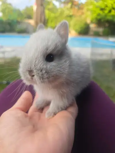 Adorable Dwarf Bunny Looking for Forever Home! , View more