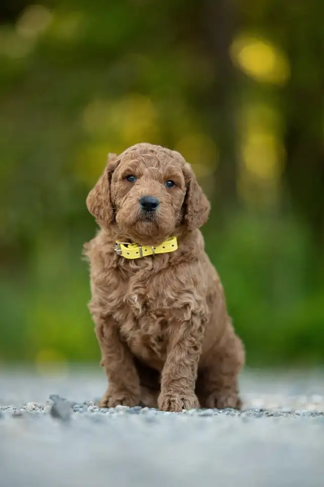 F1B midsize Goldendoodle puppies in Dogs & Puppies for Rehoming in Kelowna - Image 3