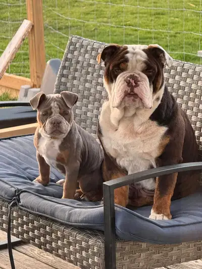 Old English bulldog, View more