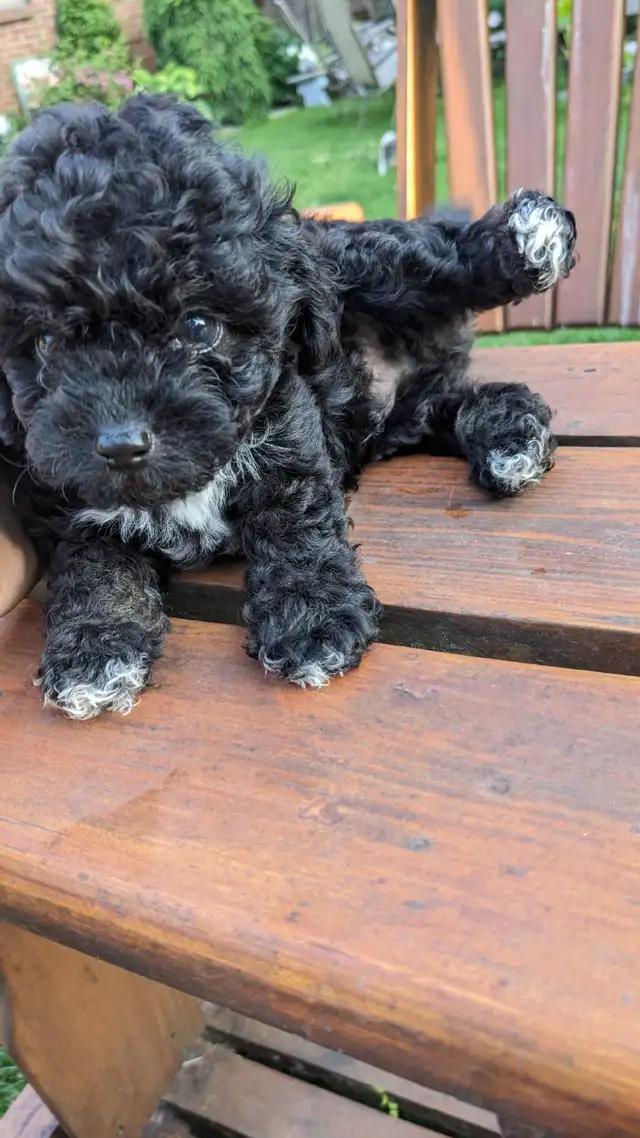 Last one: playful very tiny black toy poodle pup, male in Dogs & Puppies for Rehoming in Ottawa - Image 9