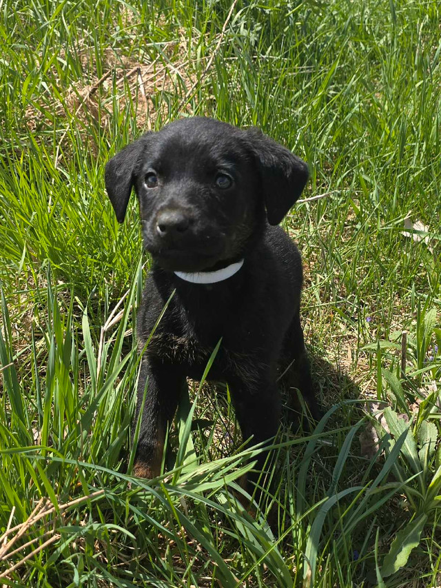 berger allemand  / doberman dans Chiens et chiots à adopter  à Granby - Image 2