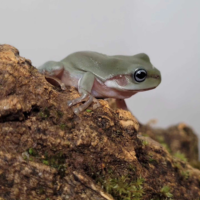 Whites tree frogs and red-eye tree frogs check out our list in Reptiles & Amphibians for Rehoming in Peterborough - Image 4