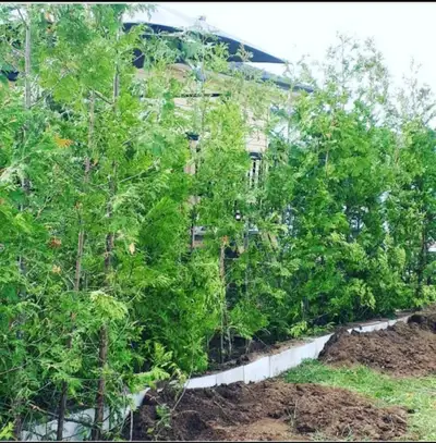 Hello, are you looking to change up the look of your yard? Maybe add a fence but want a more natural...