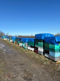 Used beekeeping equipment for sale