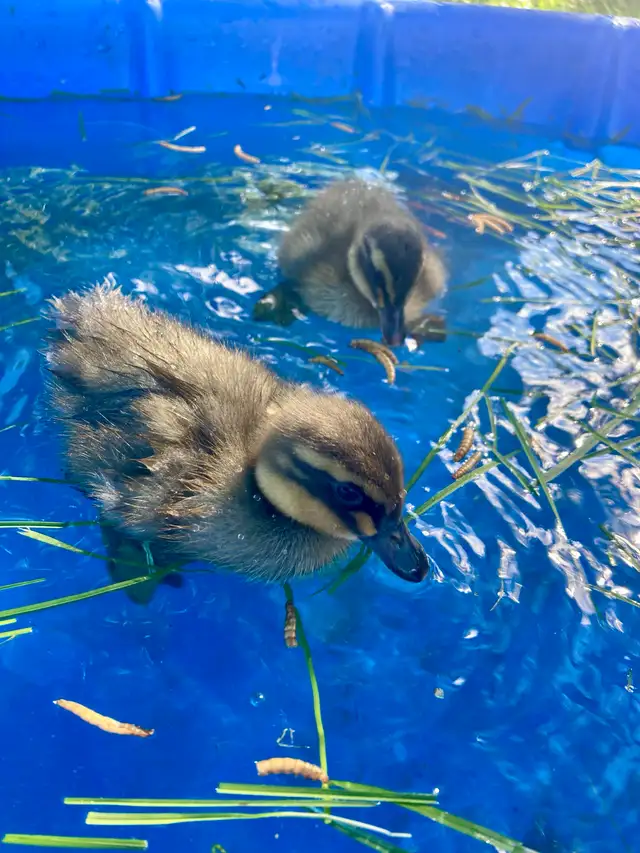 2 ducklings in Livestock in Lethbridge - Image 4