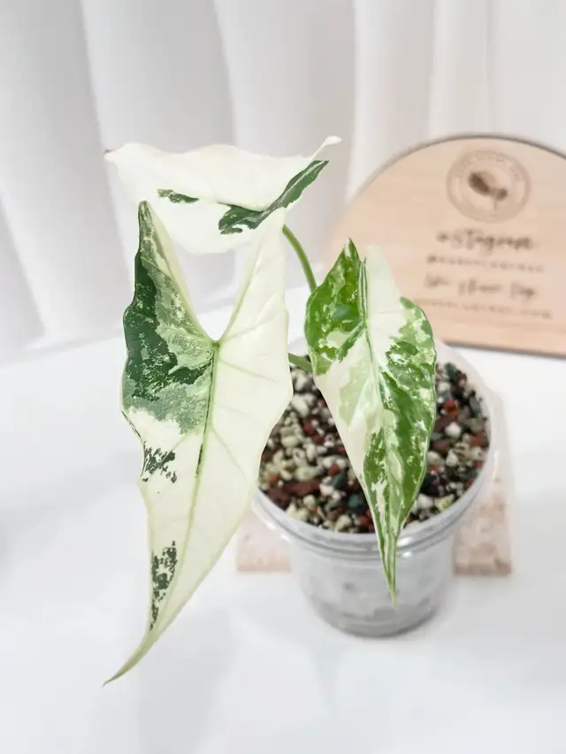 alocasia sanderiana/ nobilis in Plants, Fertilizer & Soil in City of Toronto - Image 7