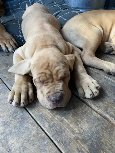 Boerboel puppies, View more
