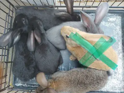 6 weeks old Giant Flemish bunnies ready to go Males and females available They grow up 20lb I have b...