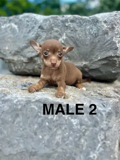 Chihuahua (Deer Head) Terrier (Toy Fox) Puppies AVAILABLE NOW, View more
