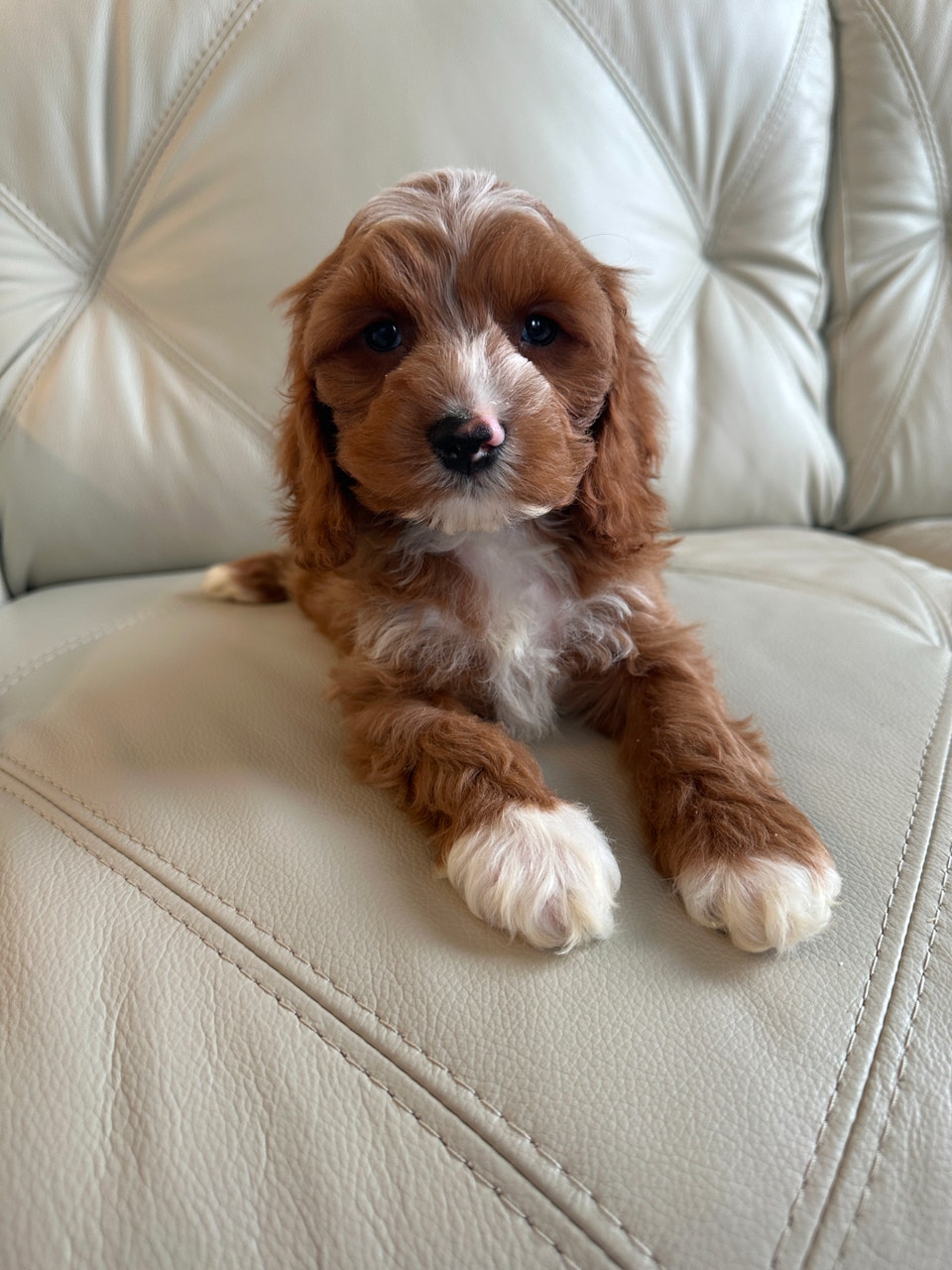 Miniature Cockapoo Puppies | Dogs & Puppies for Rehoming | City of ...