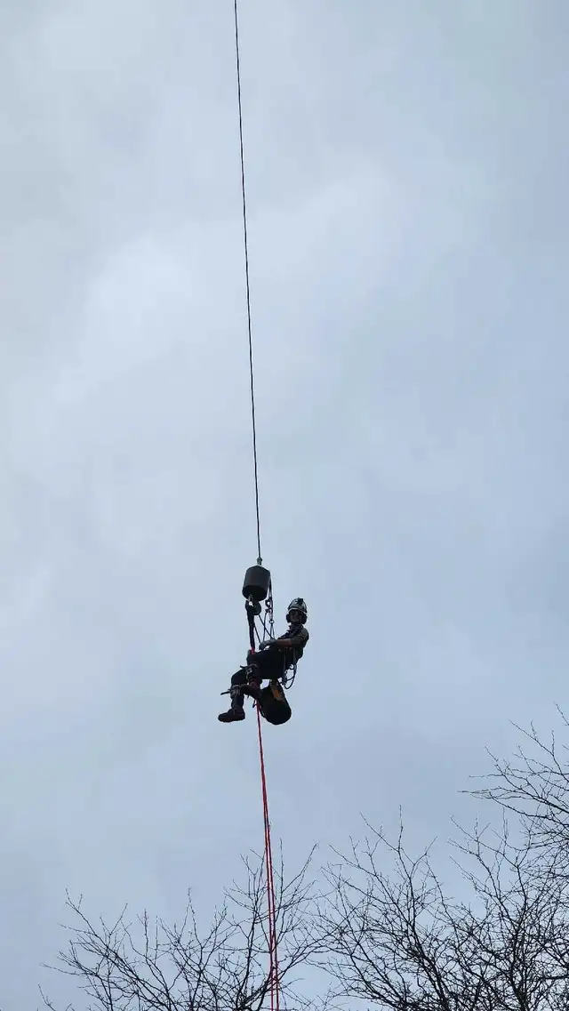Storm Proofing Tree Service - Free Quote - 2892005156 in Lawn, Tree Maintenance & Eavestrough in City of Toronto - Image 9