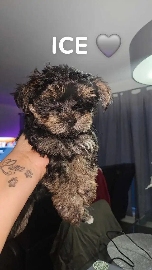 3 yorkshire male a vendre in Dogs & Puppies for Rehoming in Longueuil / South Shore - Image 4