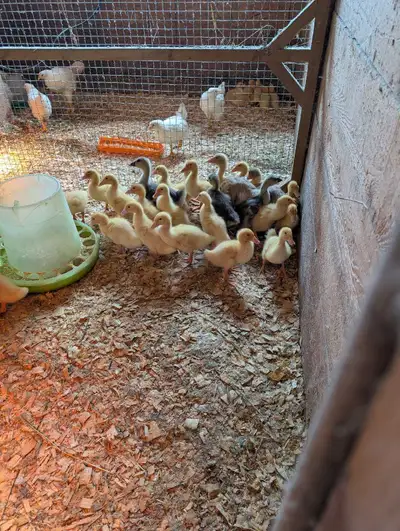 canard canetons barbarie et Pékin pure race sexé, View more