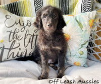 Aussiedoodle - READY TO GO!  REDUCED PRICE 