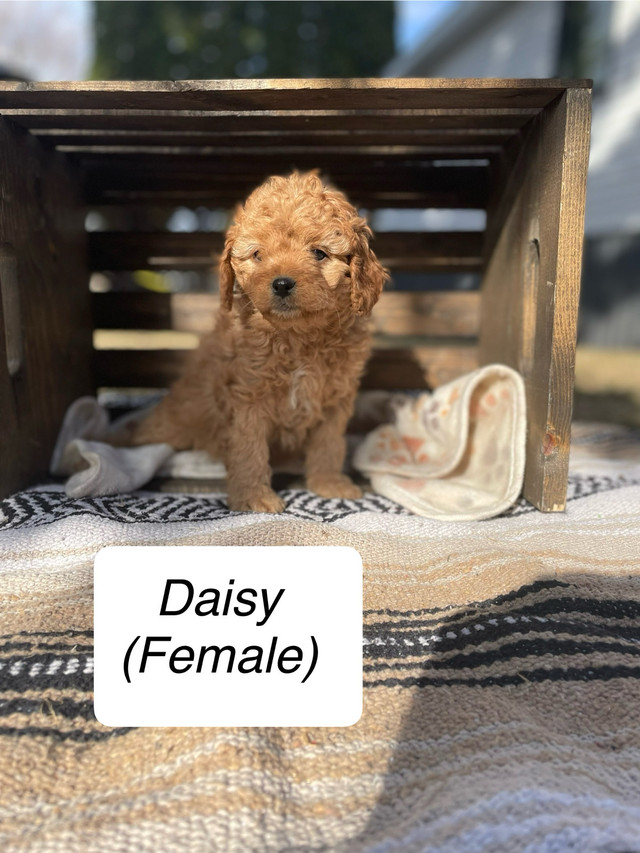 Cavapoo Puppies- 1 male, 6 female in Dogs & Puppies for Rehoming in Saskatoon - Image 4