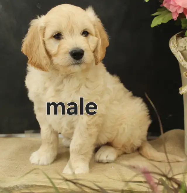 Goldendoodle Puppy (f1a) in Dogs & Puppies for Rehoming in Kitchener / Waterloo - Image 2