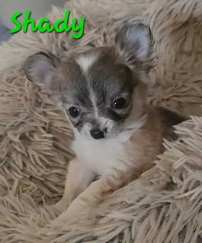 LAST ONE! TINY Female Long Haired Chihuahua Puppies, View more