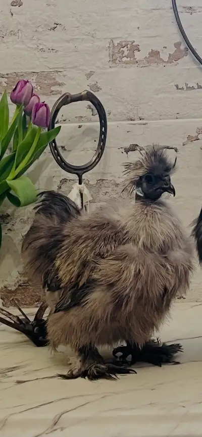 Silkie Bare Neck Rooster, View more