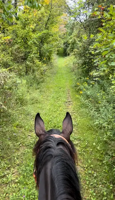OTTB Mare, View more