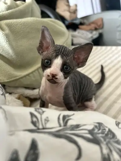 rex devon/ sphynx, View more