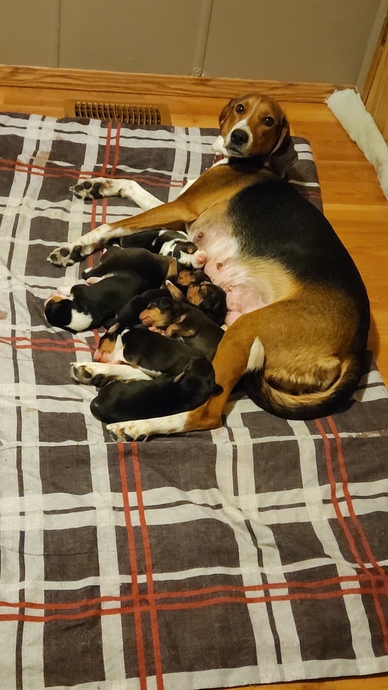 Purebred Walker Hound Pups Dogs & Puppies for Rehoming Red Deer Kijiji