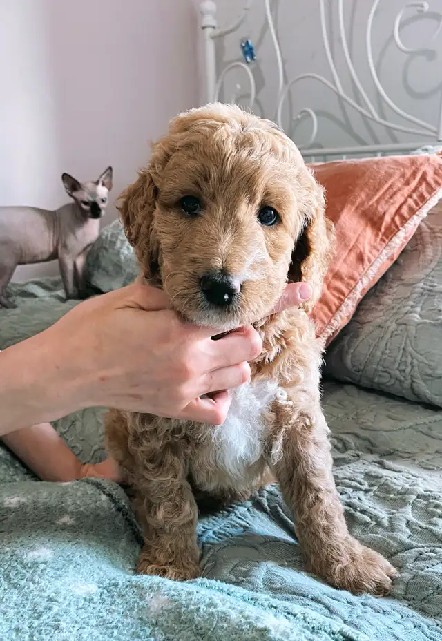 Jet Setter Doodles — Irishdoodle Puppies in Dogs & Puppies for Rehoming in Winnipeg - Image 4