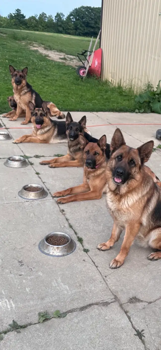 German Shepherd CKC Puppies  in Dogs & Puppies for Rehoming in Hamilton - Image 10